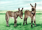 Donkey and Mule Art - Donkey Foals